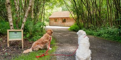 Griffon Forest North Yorkshire