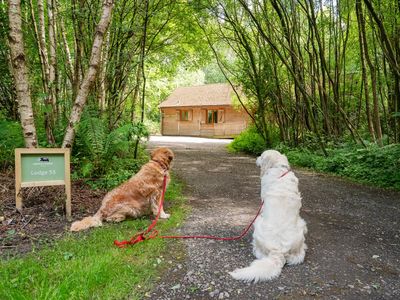 Griffon Forest North Yorkshire