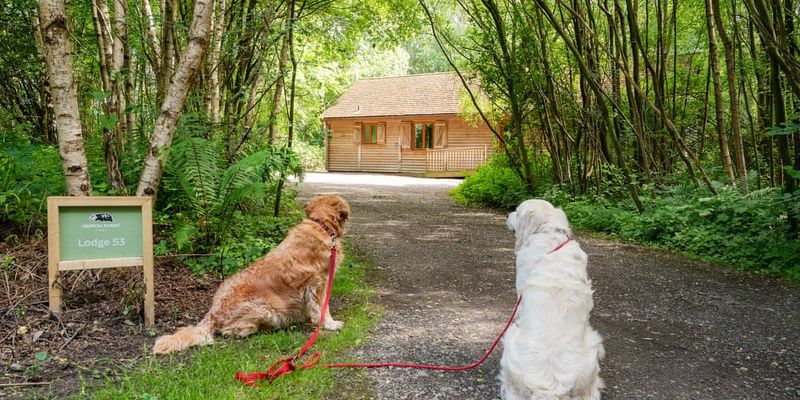 Griffon Forest North Yorkshire