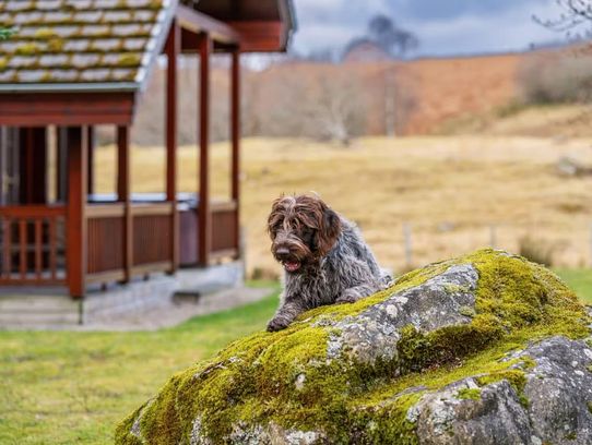 Wildside Highland Lodges at Loch Ness