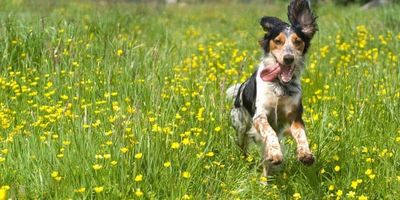 Hedley Wood Holiday Park dog friendly holidays