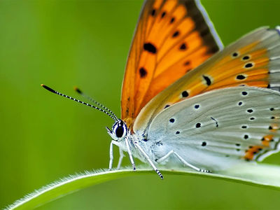 Visit the tropical butterfly house at The Bug Parc!
