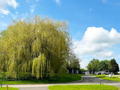 A stunning Willow Tree at Faringdon Grange