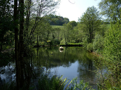Tregoad Park fishing lakes