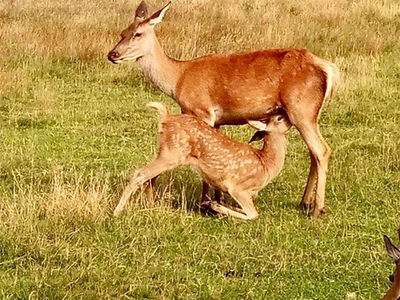 Malvern View's contented deer.