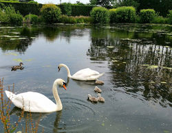 Barmoor Castle swans and family