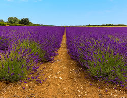 How about a visit to the local Lavender Farm and shop?