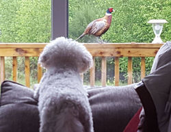 Bird watching at The Sherwood Hideaway